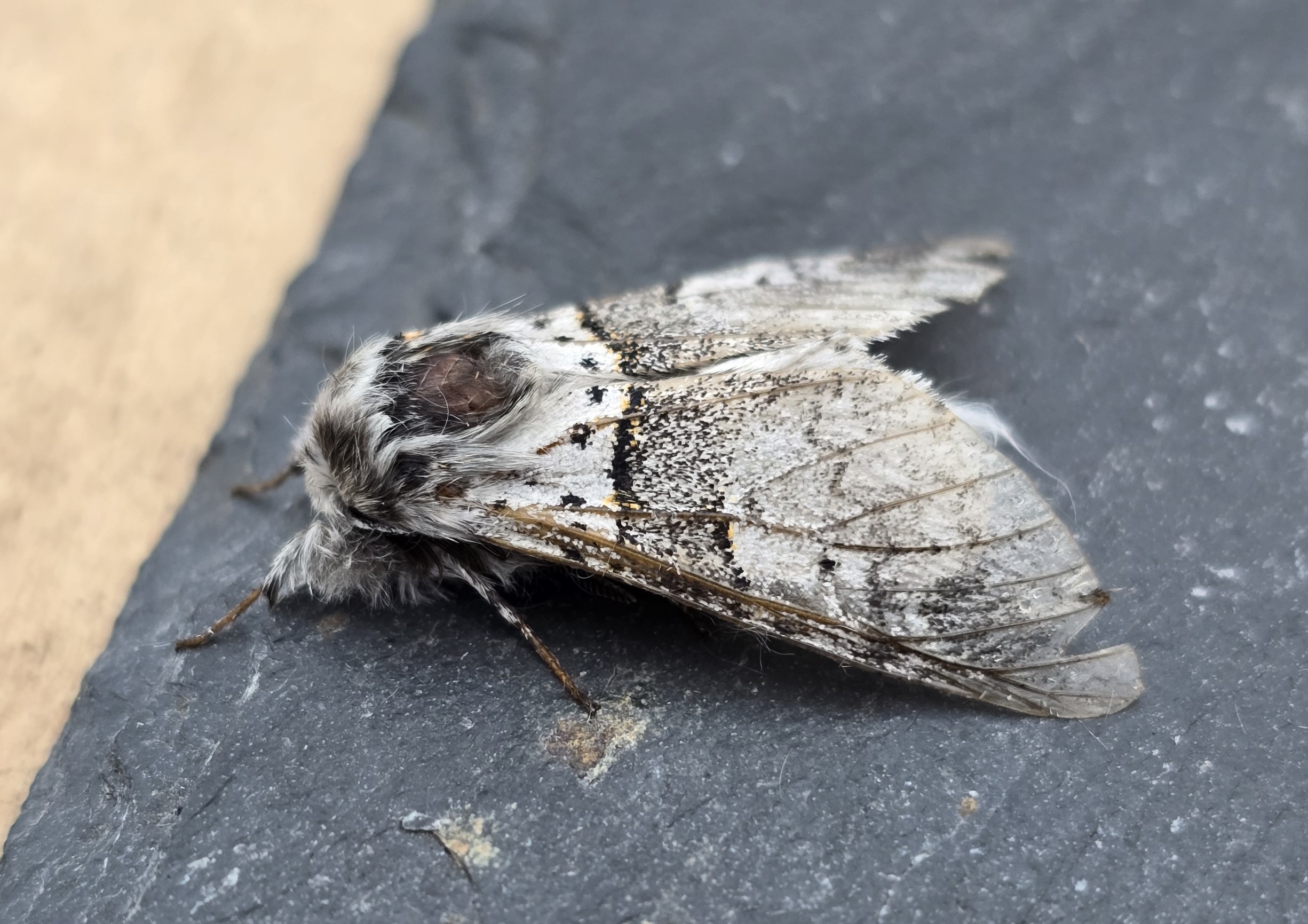 Photo of Sallow Kitten (Furcula furcula)